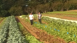 students doing research at the UCSC farm